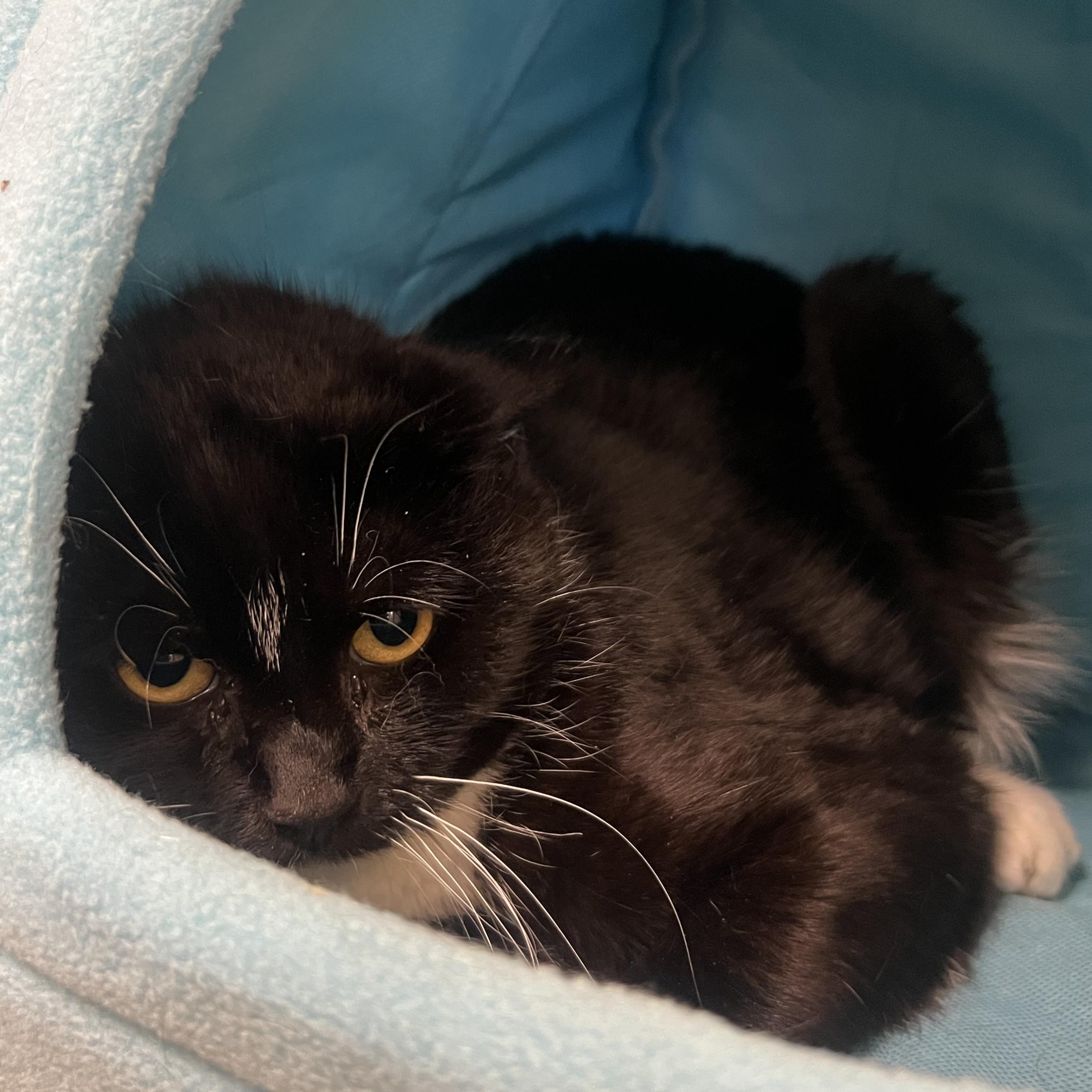 Enlarge Tino Bonino - FeLV+, a ADOPTABLE Domestic Short Hair in Eatontown, NJ image 4/4