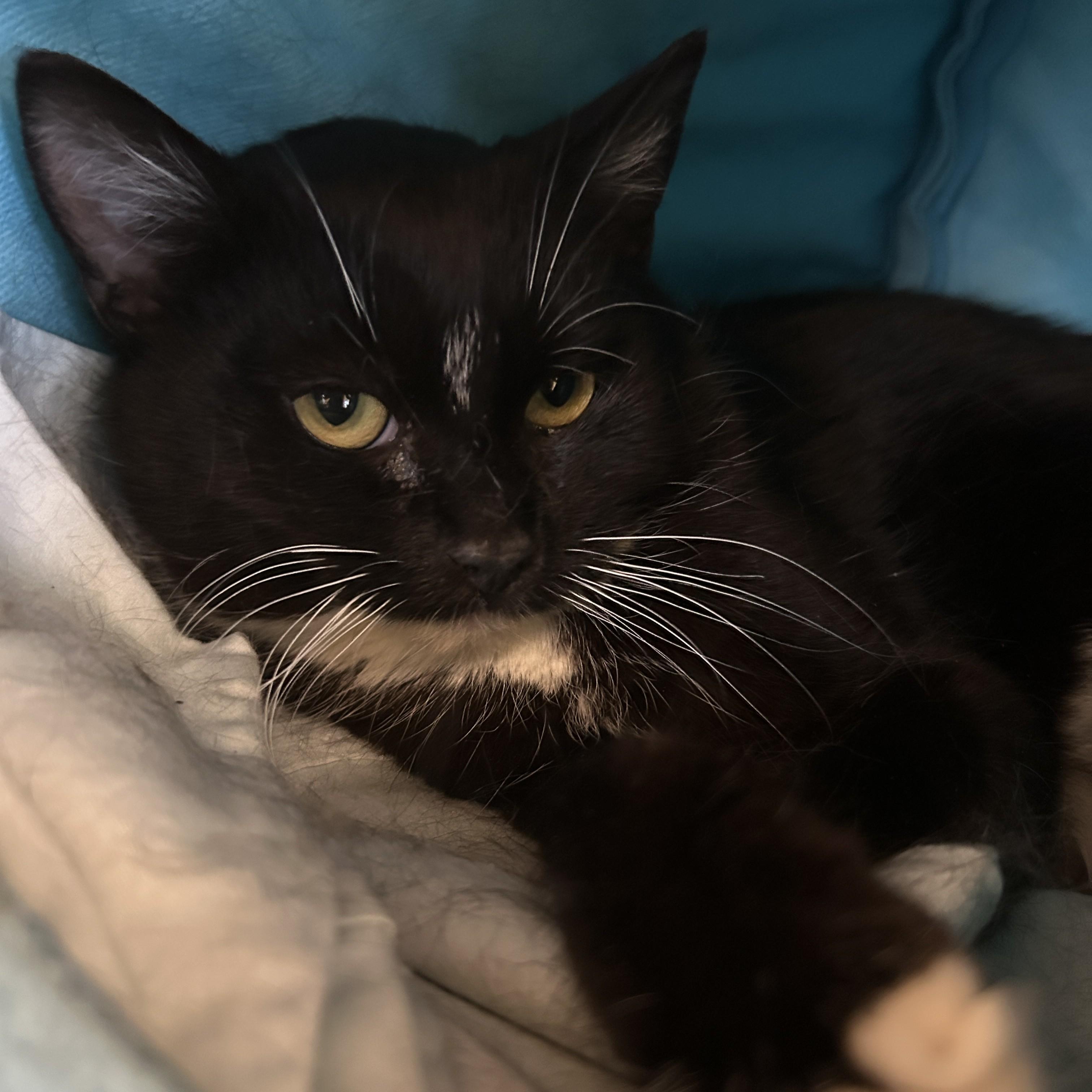Tino Bonino - FeLV+, ADOPTABLE, Adult Male Domestic Short Hair.