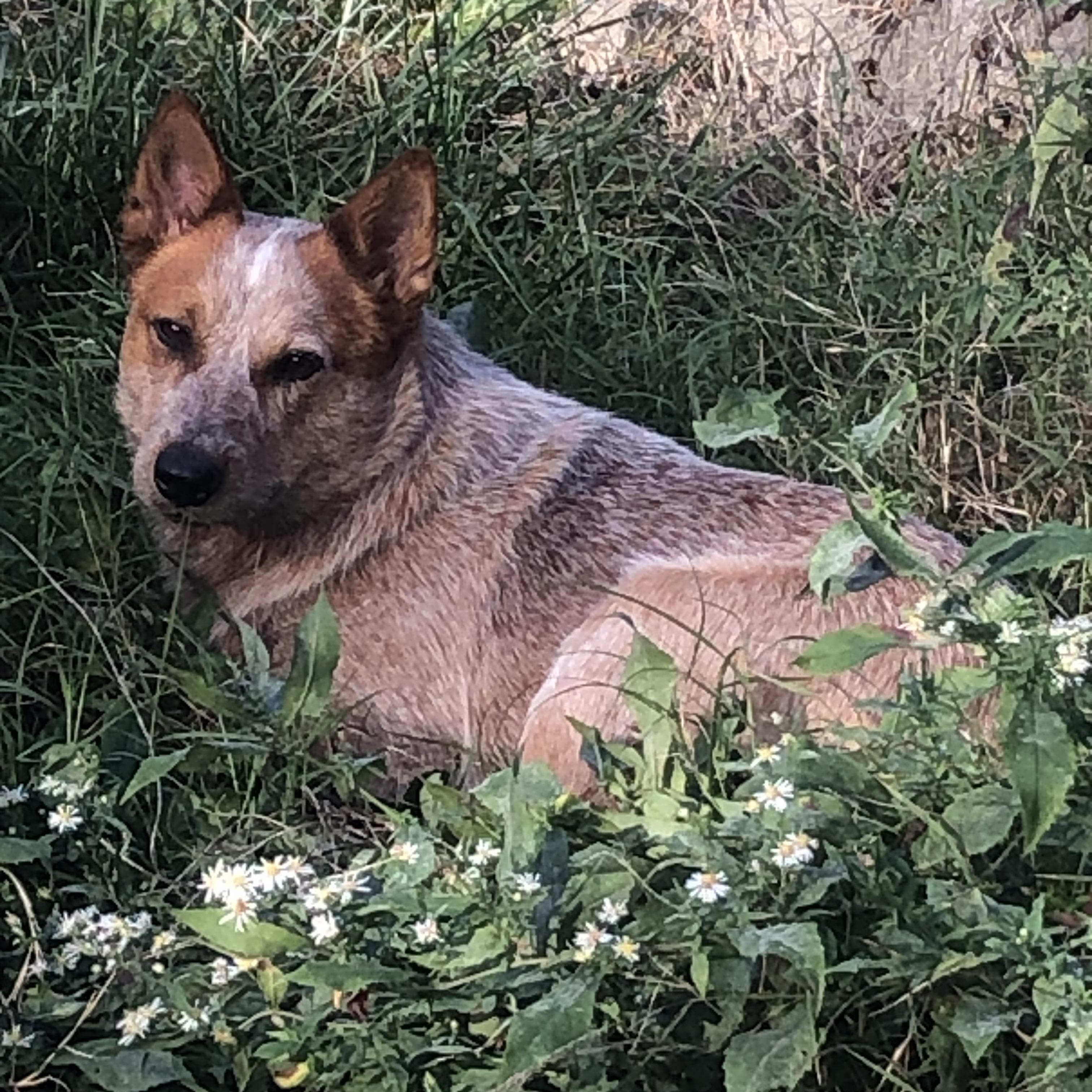 Enlarge Stanley, a Adopted Australian Cattle Dog / Blue Heeler in Lexington, KY image 2/4