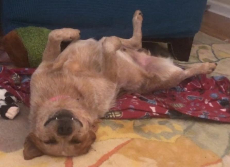 Enlarge Stanley, a Adopted Australian Cattle Dog / Blue Heeler in Lexington, KY image 3/4