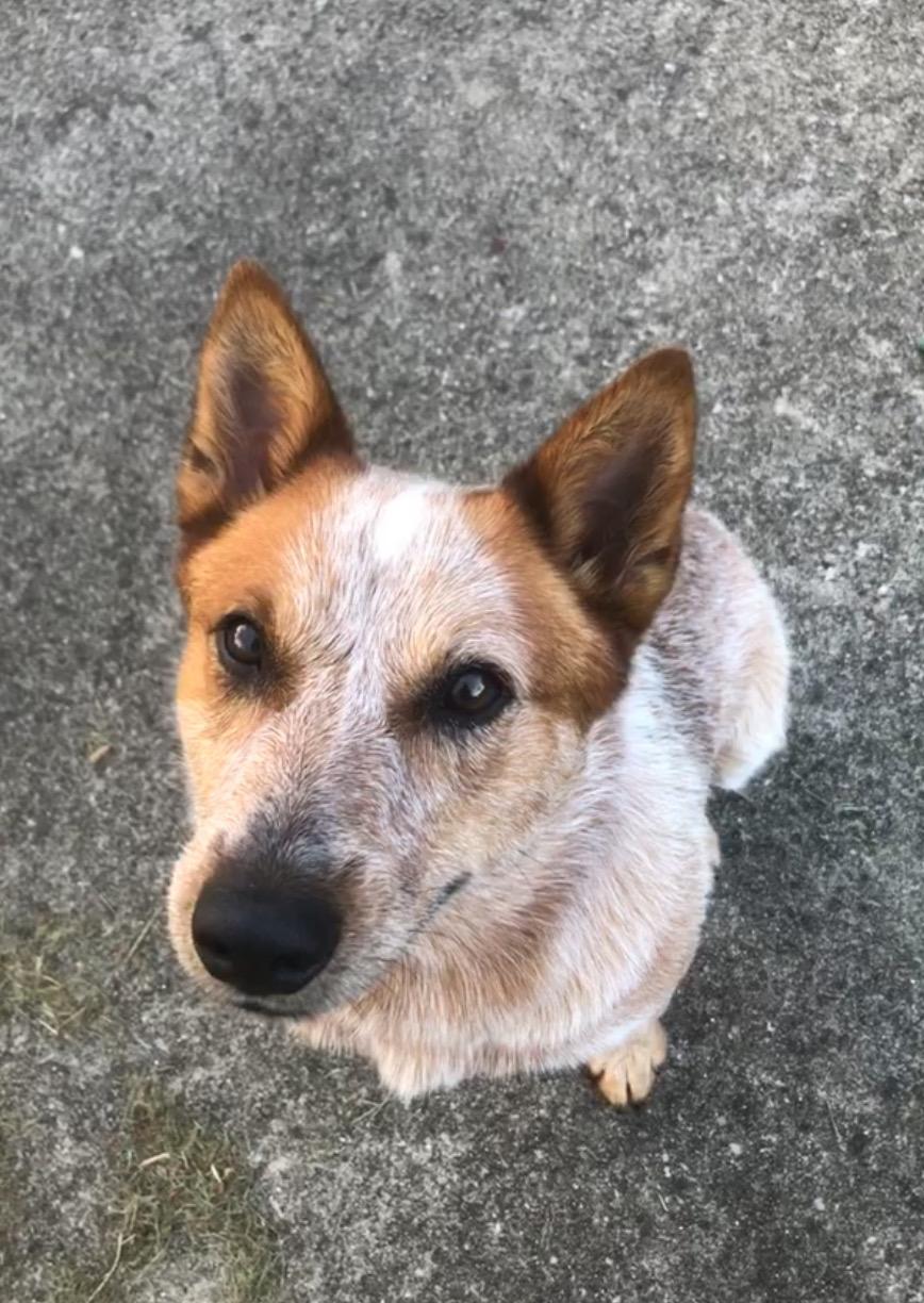 Stanley, Adopted, Young Male Australian Cattle Dog / Blue Heeler.