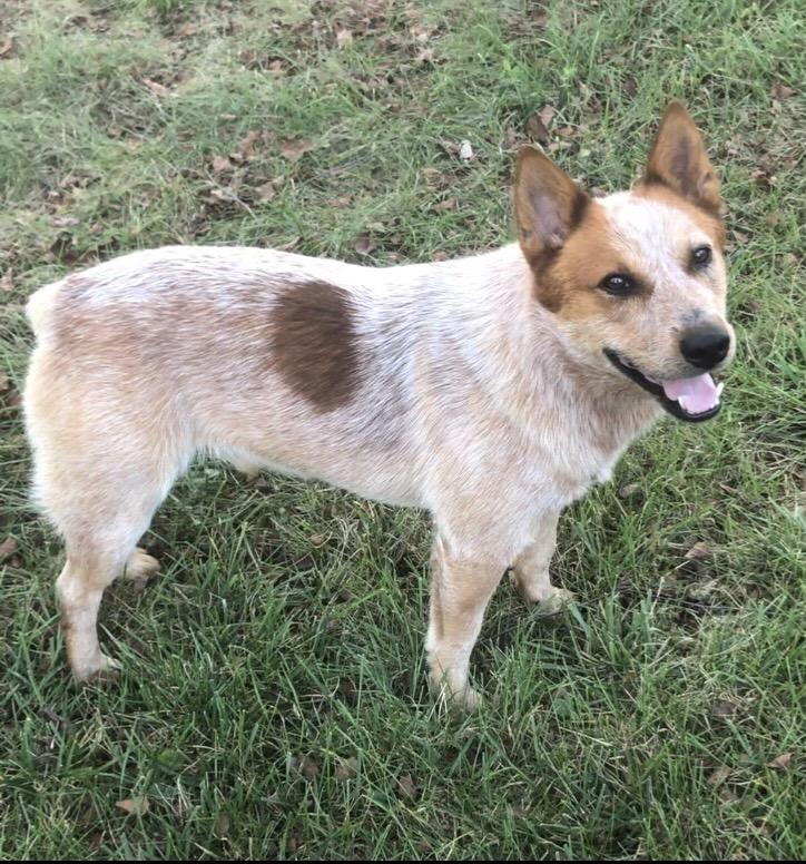 Enlarge Stanley, a Adopted Australian Cattle Dog / Blue Heeler in Lexington, KY image 4/4