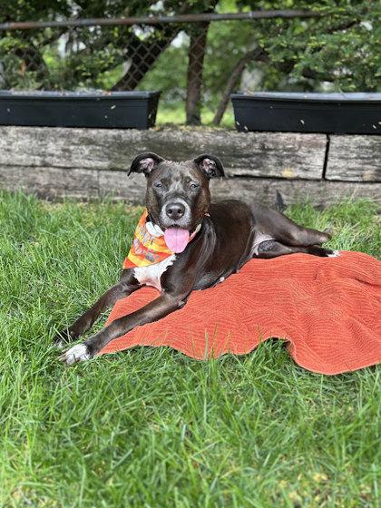 Enlarge Tiffany, a Adoptable Mixed Breed in Cincinnati, OH image 2/3