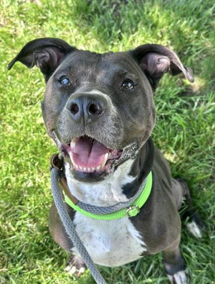 Enlarge Tiffany, a Adoptable Mixed Breed in Cincinnati, OH image 3/3