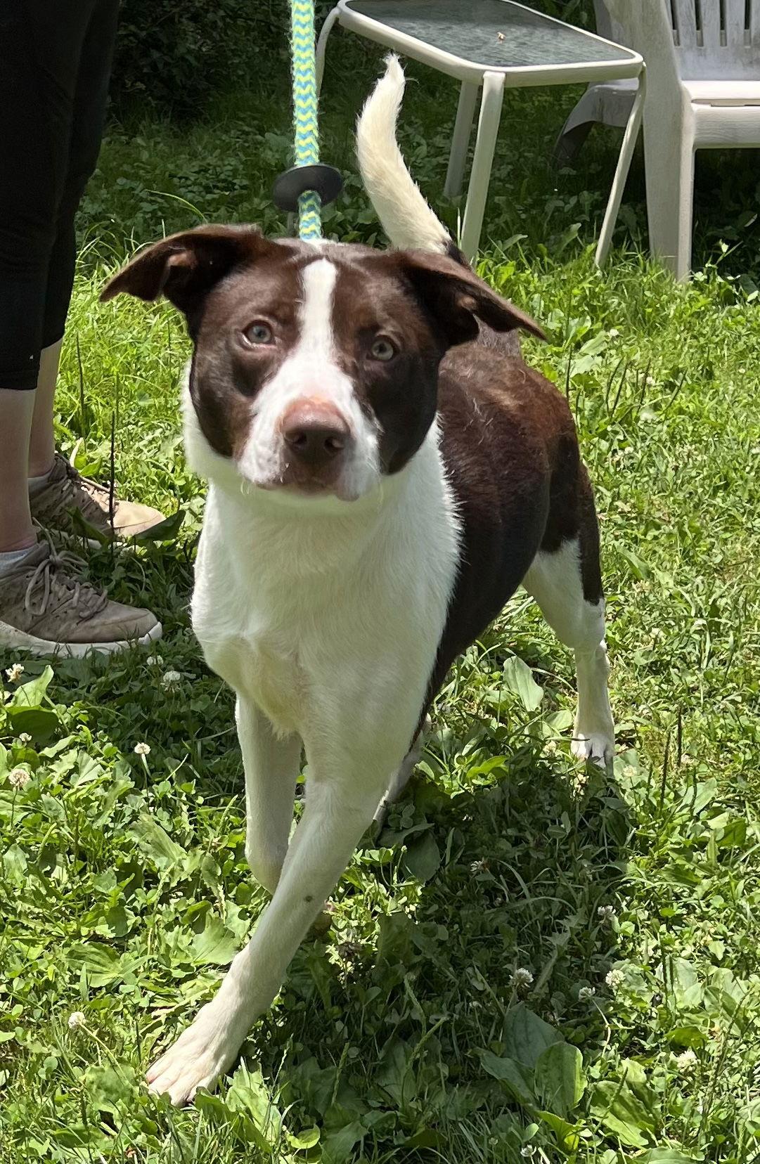 Enlarge Zephyr, a Adoptable Border Collie in Elkins, WV image 1/3