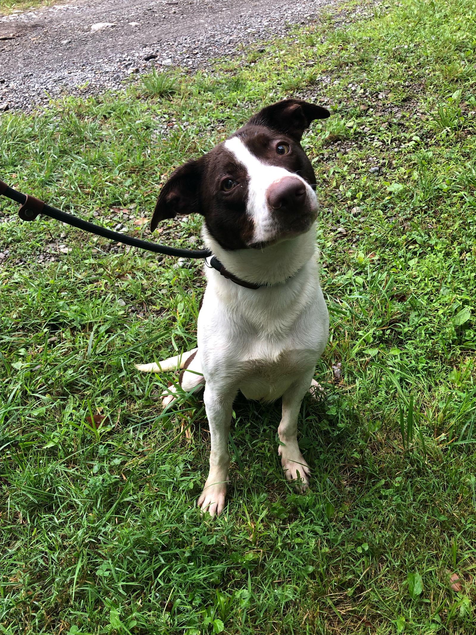 Zephyr, Adoptable, Adult Male Border Collie.