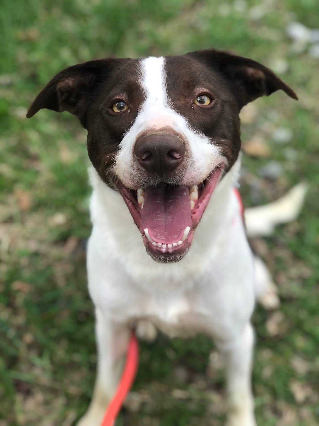 Enlarge Zephyr, a Adoptable Border Collie in Elkins, WV image 2/3