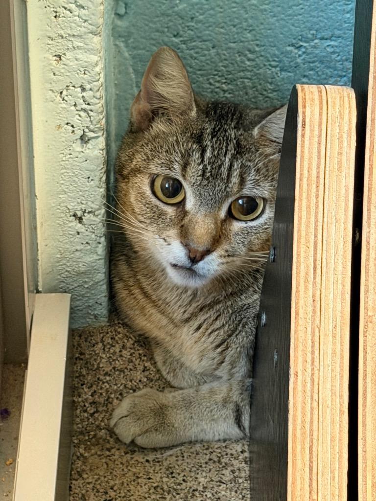 Celestia, Adoptable, Young Female Domestic Short Hair.