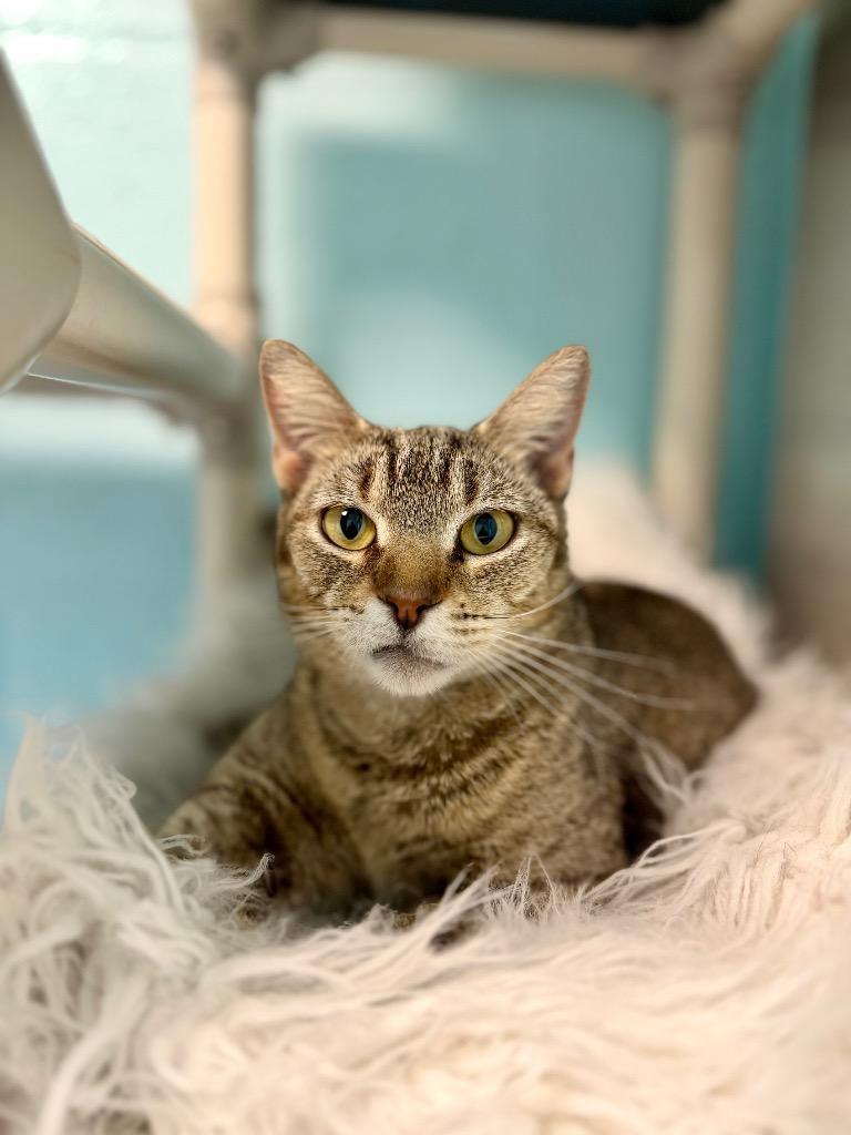 Enlarge Celestia, a Adoptable mixed breed in Cape Coral, FL image 2/2