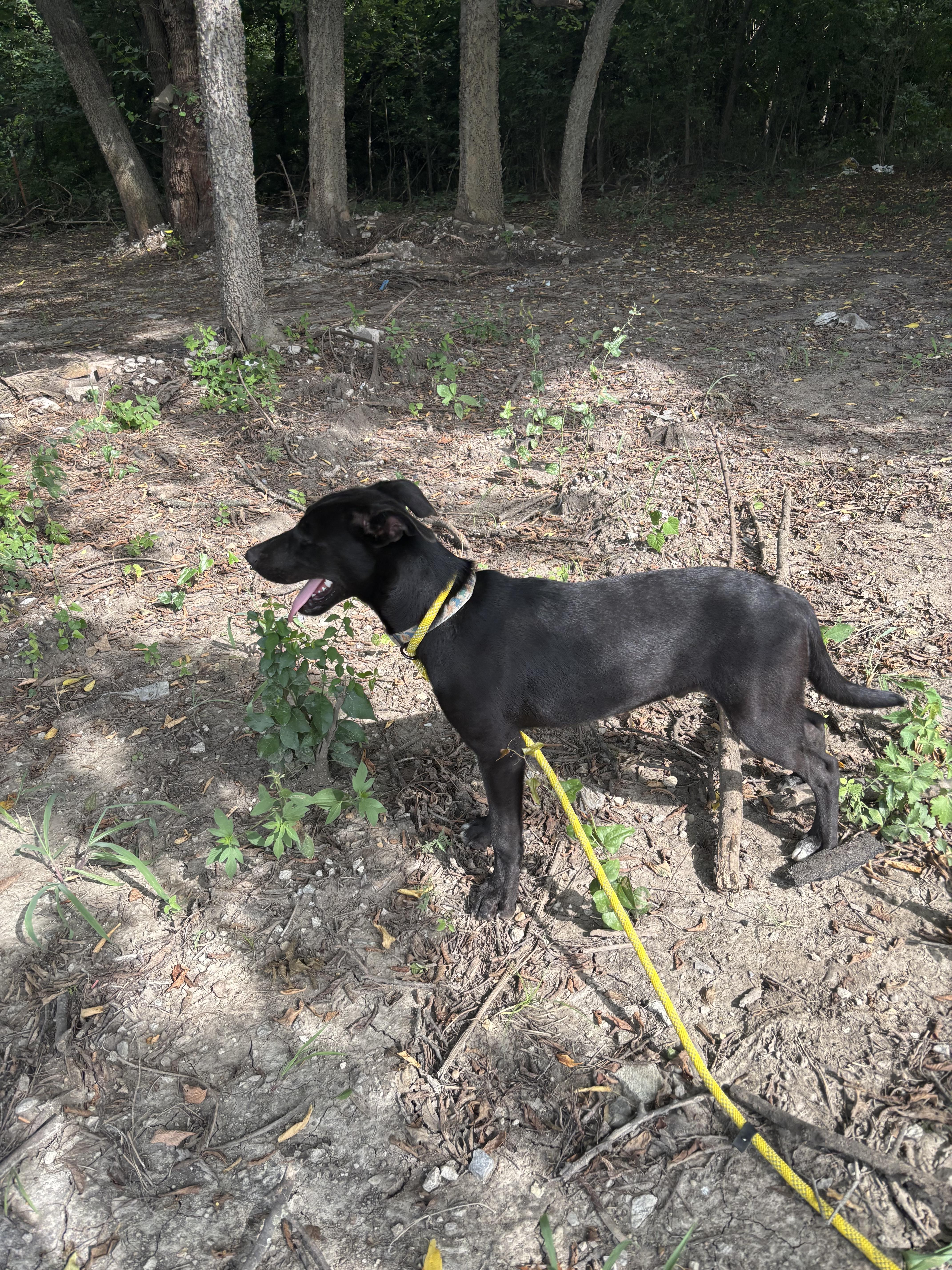Enlarge Petrie, a Adoptable mixed breed in Glenpool, OK image 2/5