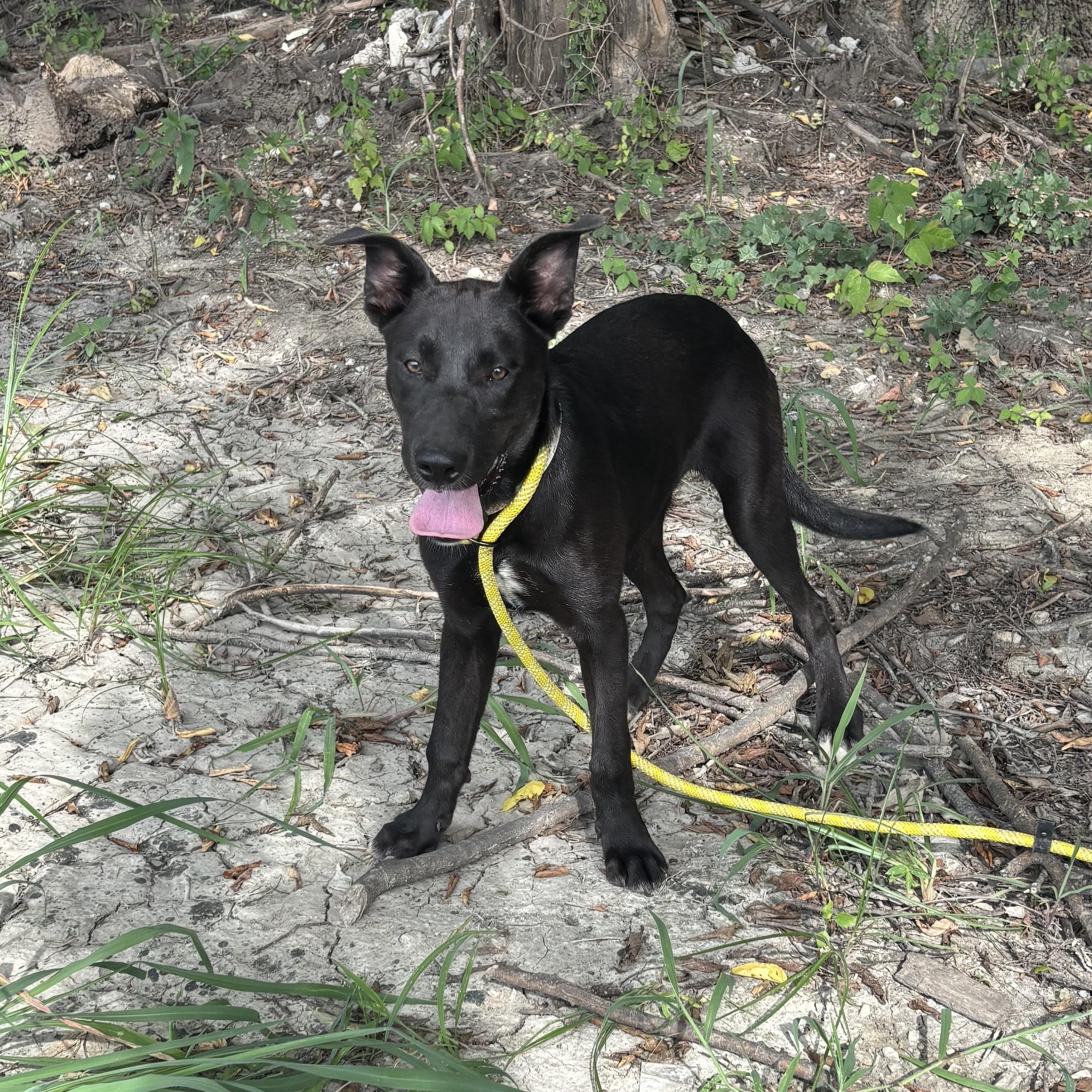 Petrie, Adoptable, Young Male German Shepherd Dog & Pit Bull Terrier.