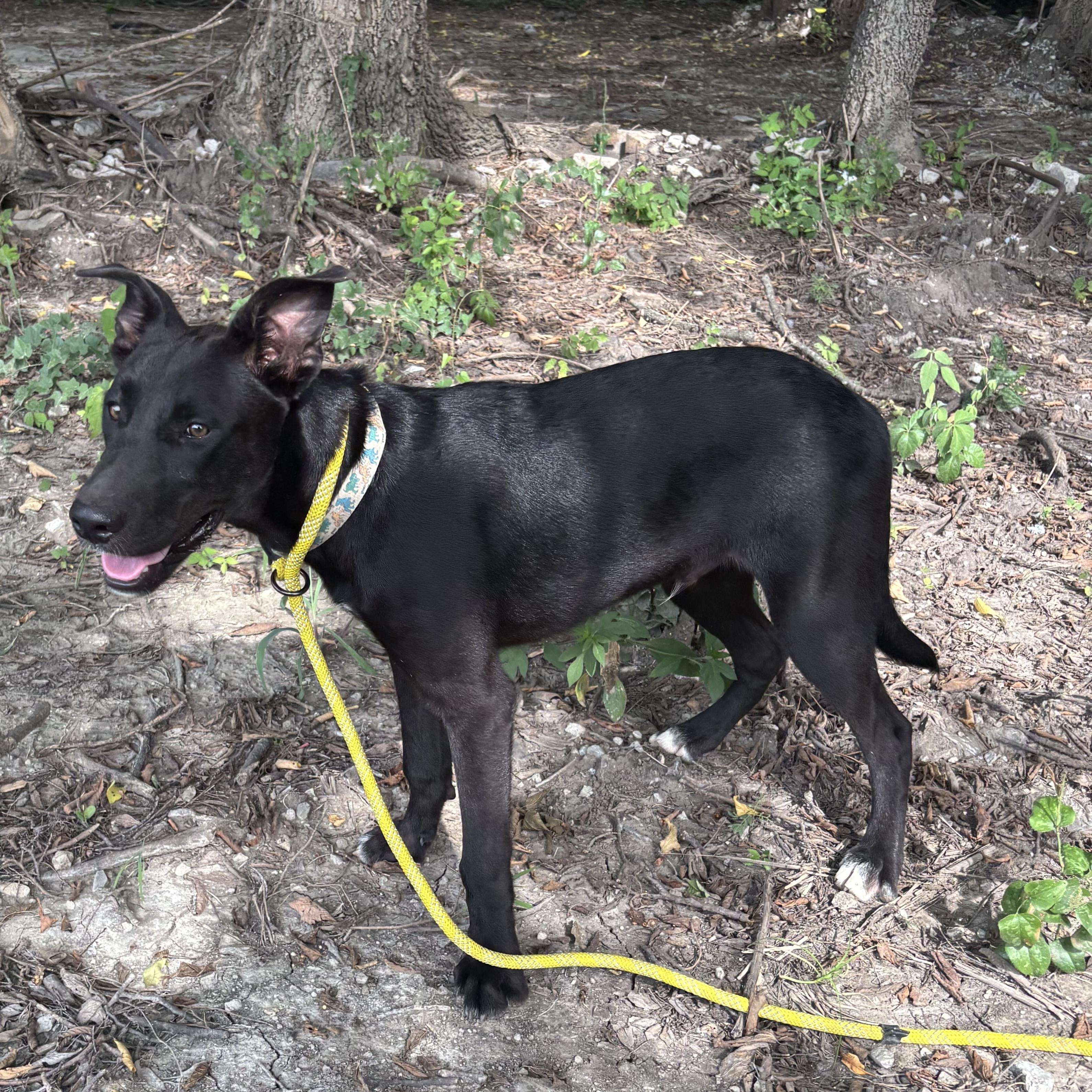 Enlarge Petrie, a Adoptable mixed breed in Glenpool, OK image 3/5