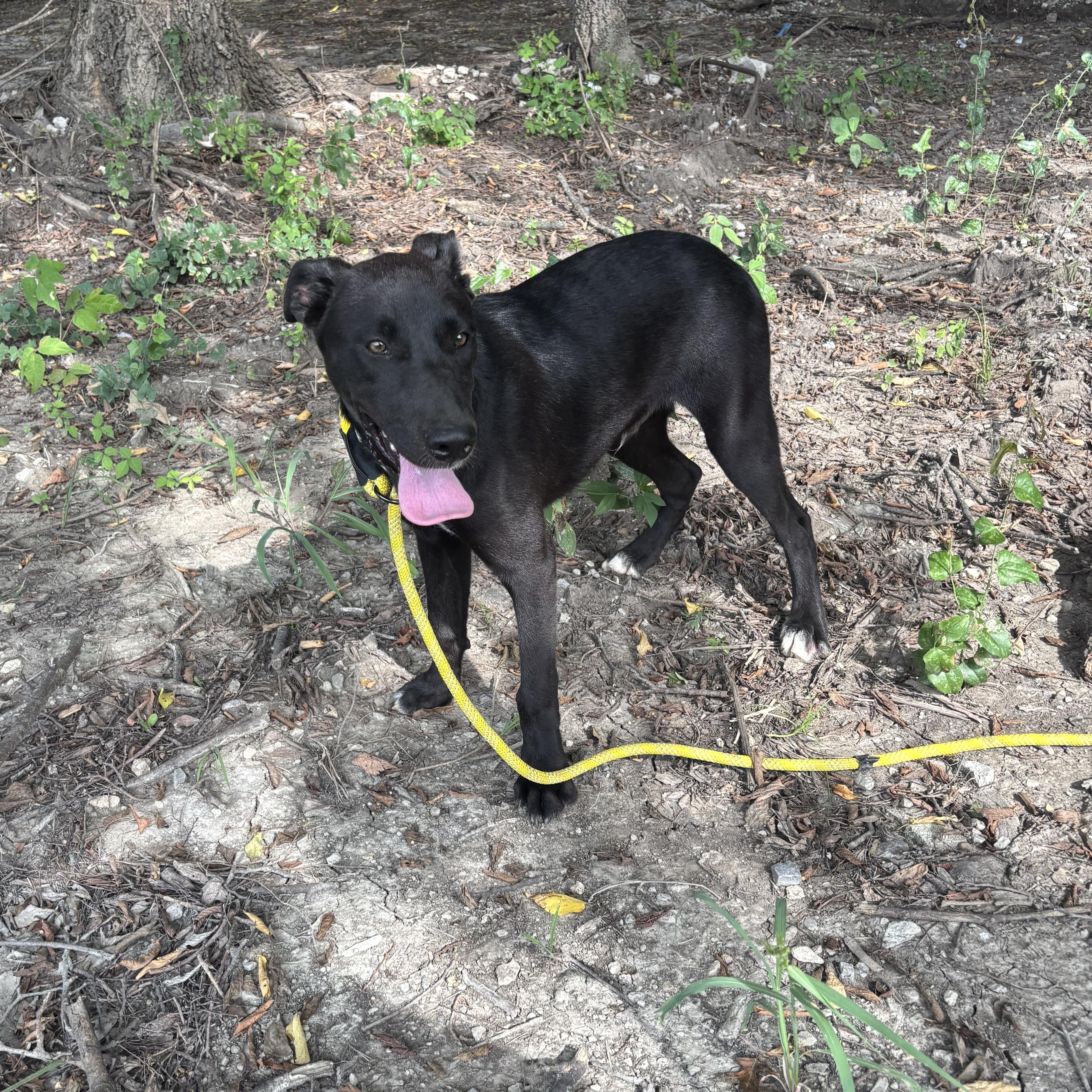 Enlarge Petrie, a Adoptable mixed breed in Glenpool, OK image 4/5