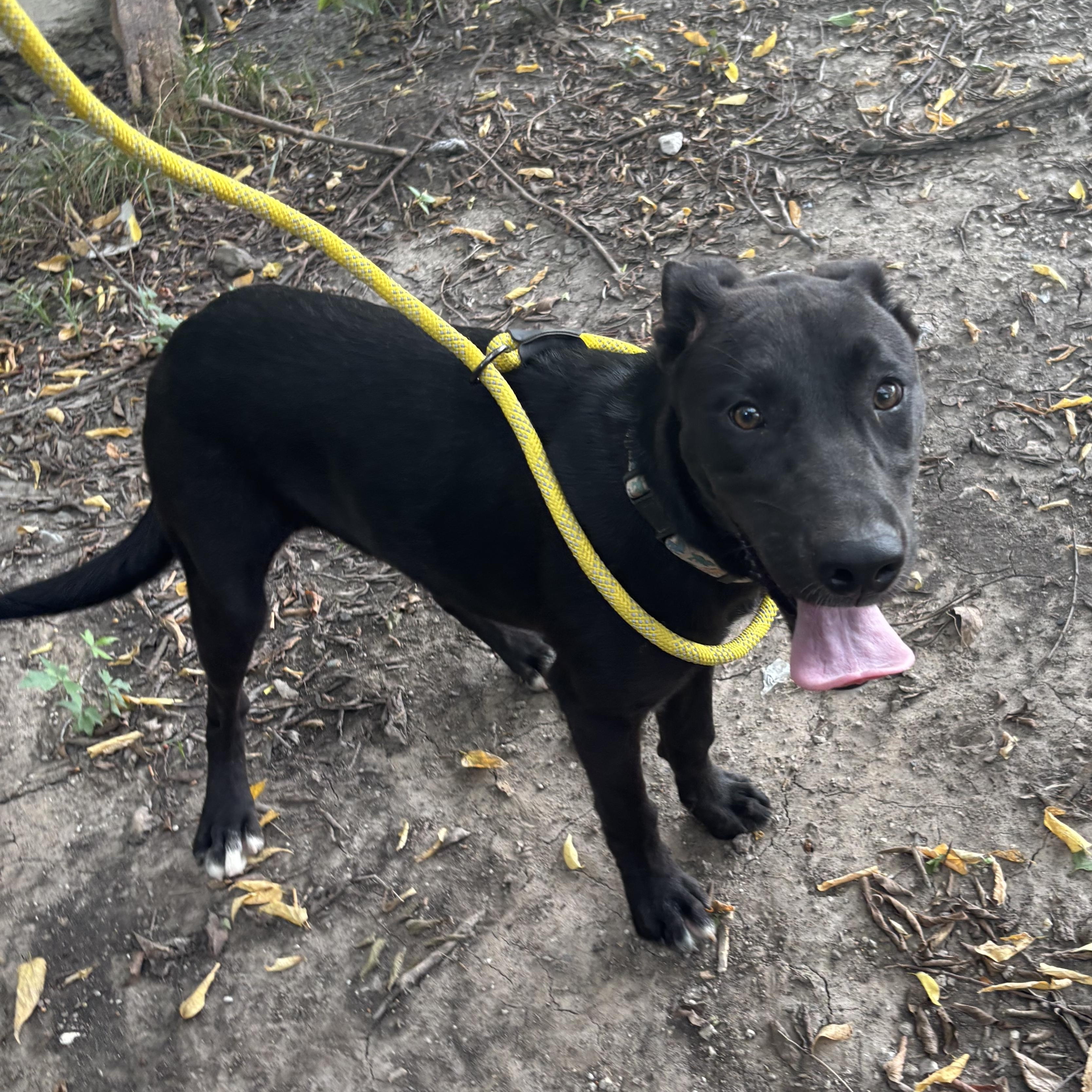 Enlarge Petrie, a Adoptable mixed breed in Glenpool, OK image 5/5