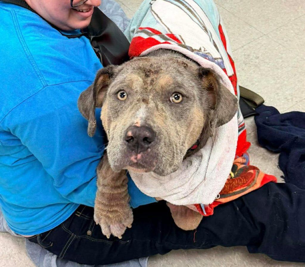 Enlarge Bo Berry Biscuit, a Adopted Mixed Breed in Durham, NC image 1/2