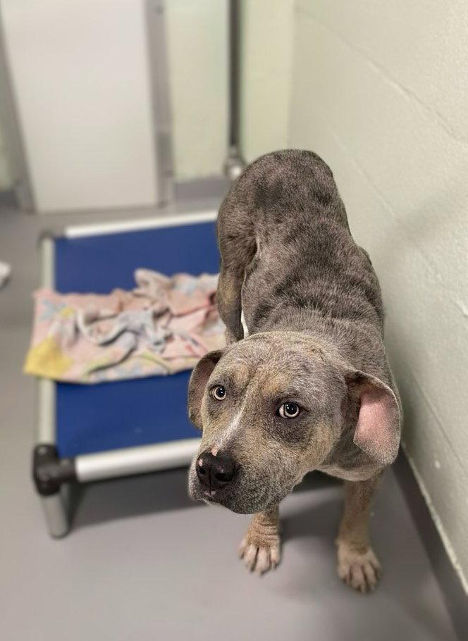 Enlarge Bo Berry Biscuit, a Adopted Mixed Breed in Durham, NC image 2/2