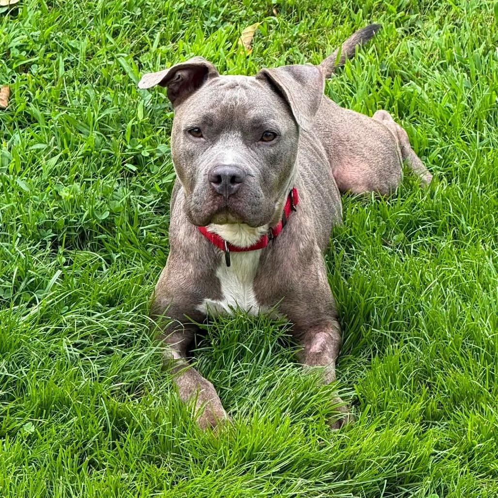 Whisper, Adoptable, Adult Female Mixed Breed.