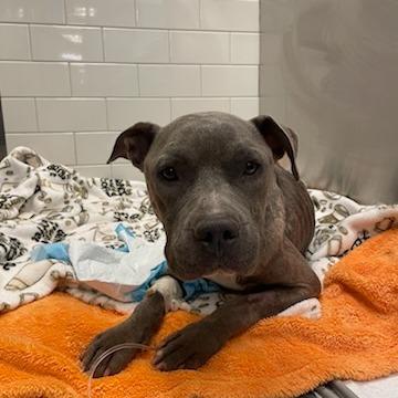 Whisper, a Adoptable Mixed Breed in West Chester, PA image 2/6