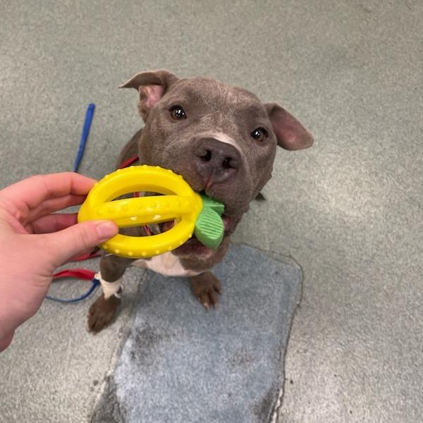 Whisper, a Adoptable Mixed Breed in West Chester, PA image 3/6