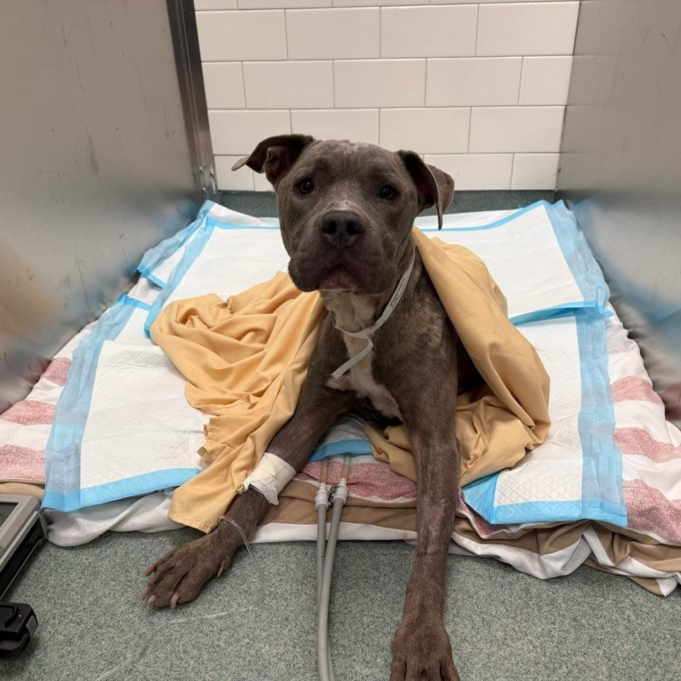 Whisper, a Adoptable Mixed Breed in West Chester, PA image 5/6