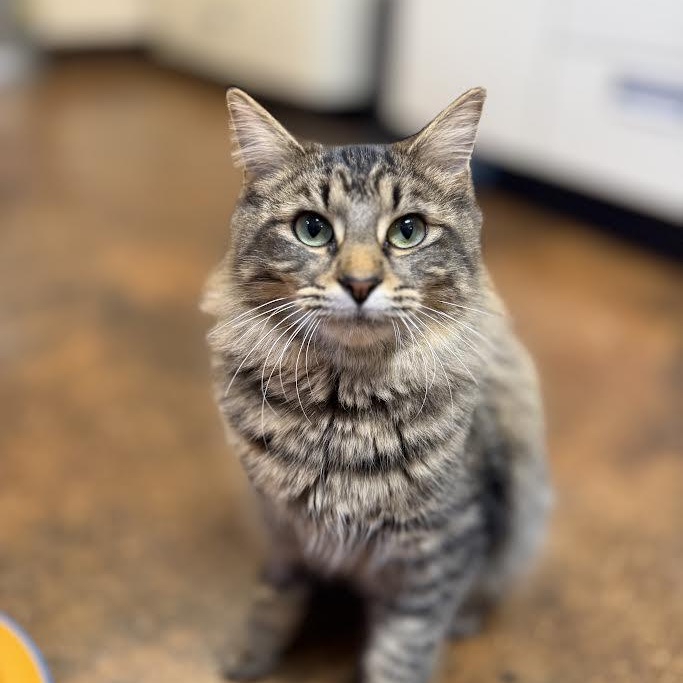 Enlarge Mama Odie, a ADOPTABLE Domestic Long Hair in Birmingham, AL image 2/5