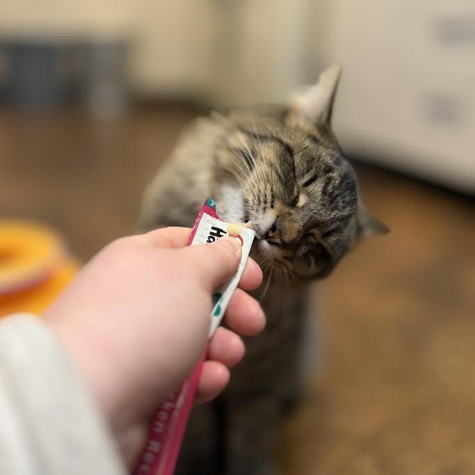 Enlarge Mama Odie, a ADOPTABLE Domestic Long Hair in Birmingham, AL image 4/5