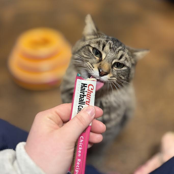 Enlarge Mama Odie, a ADOPTABLE Domestic Long Hair in Birmingham, AL image 5/5