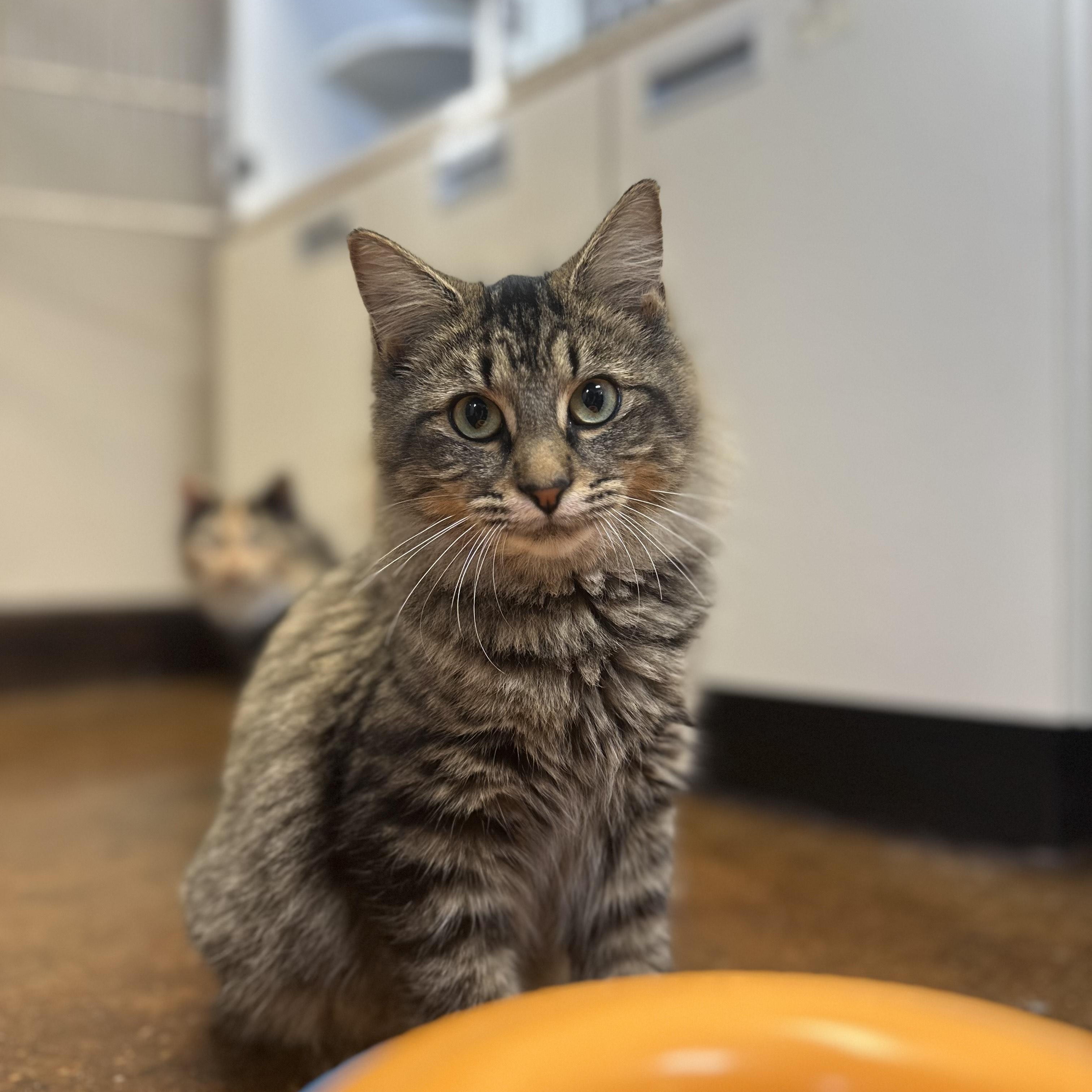 Mama Odie, ADOPTABLE, Young Female Domestic Long Hair.