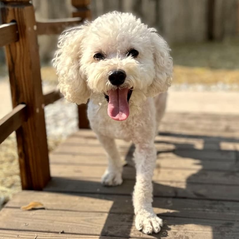 Dog for adoption Cotton Candy, a Bichon Frise in Mead, CO Petfinder