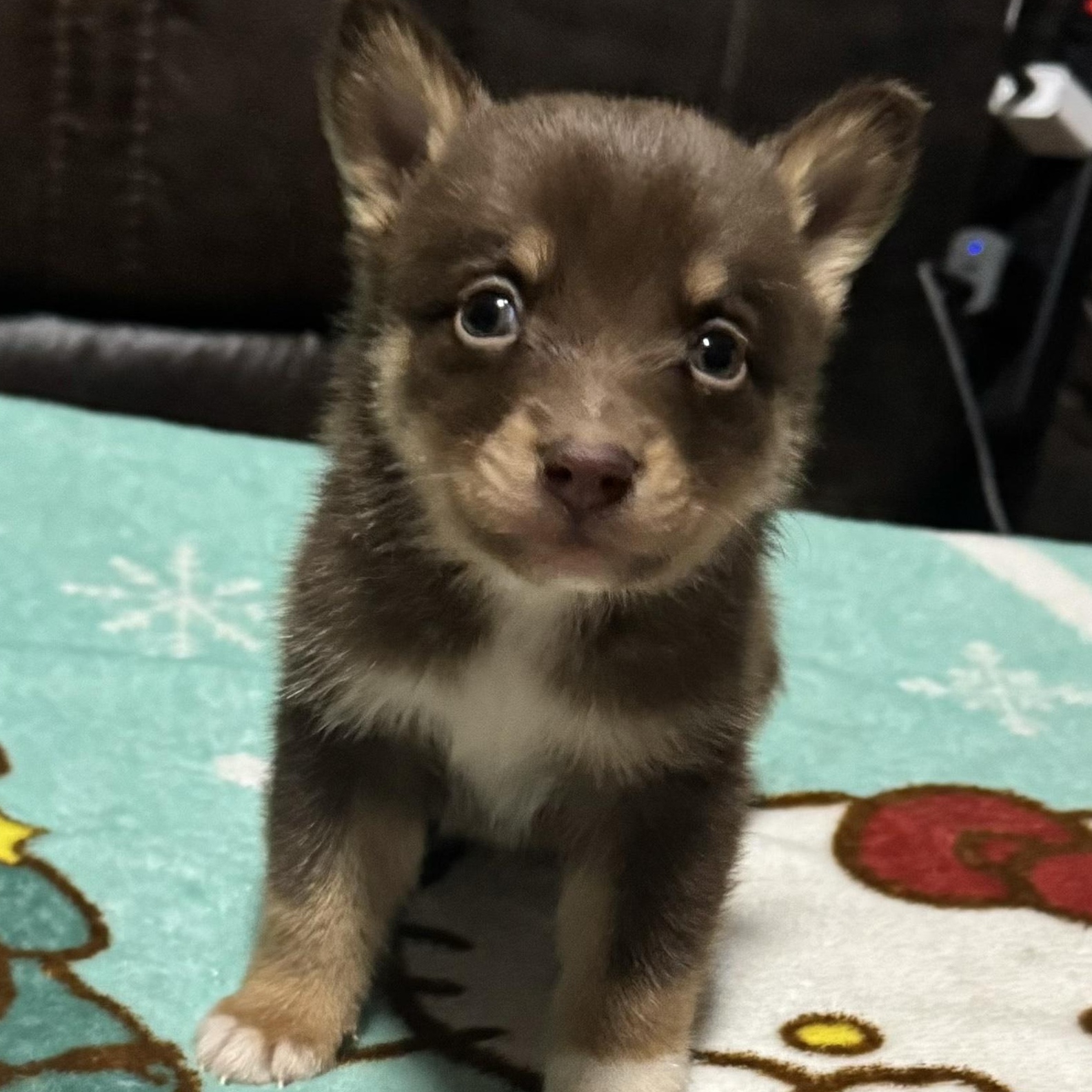Enlarge Katrina, a ADOPTABLE Pomsky in Oak Bluffs, MA image 1/1