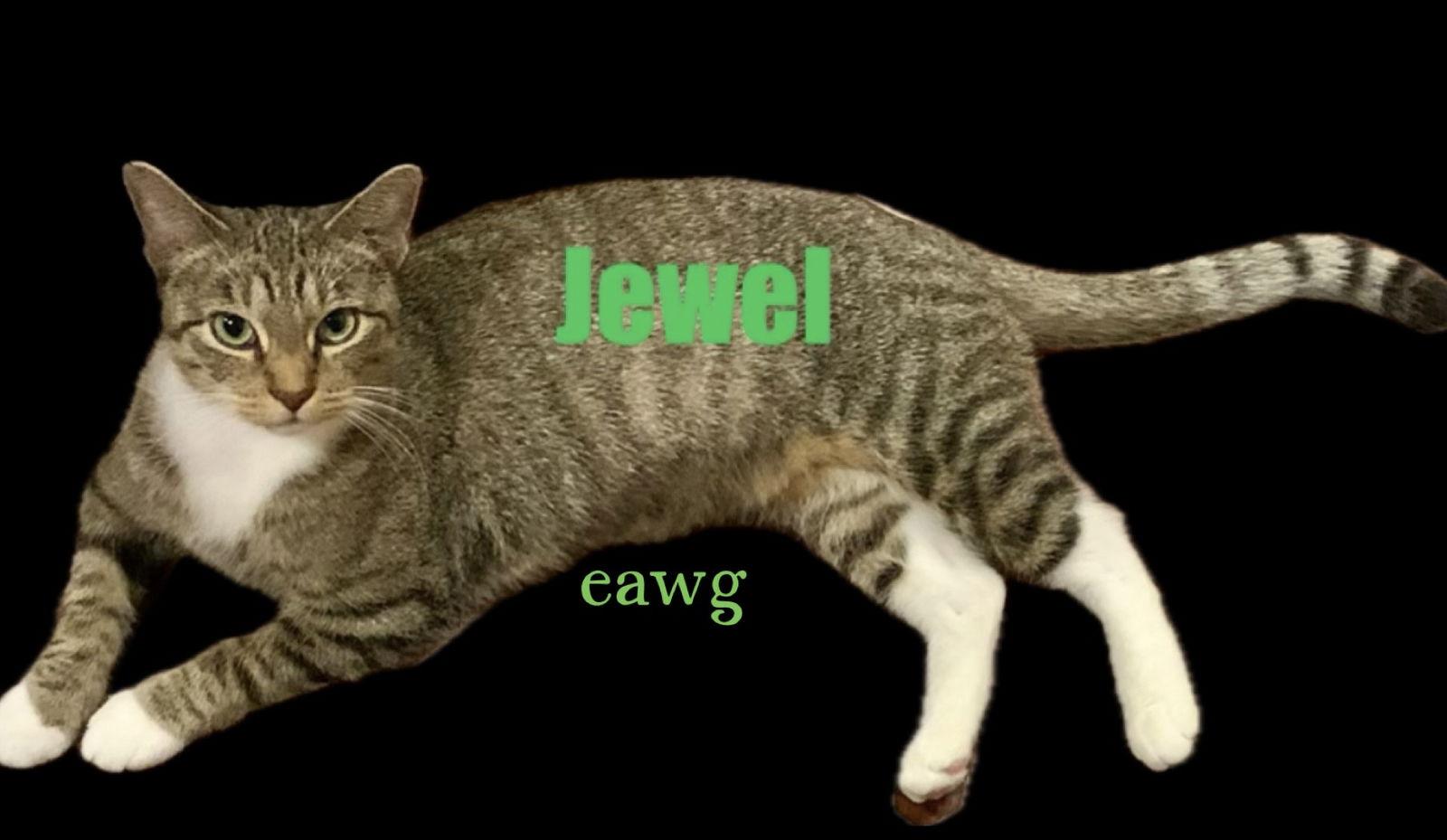 Jewel, a Adoptable Domestic Short Hair in Pensacola, FL image 1/3