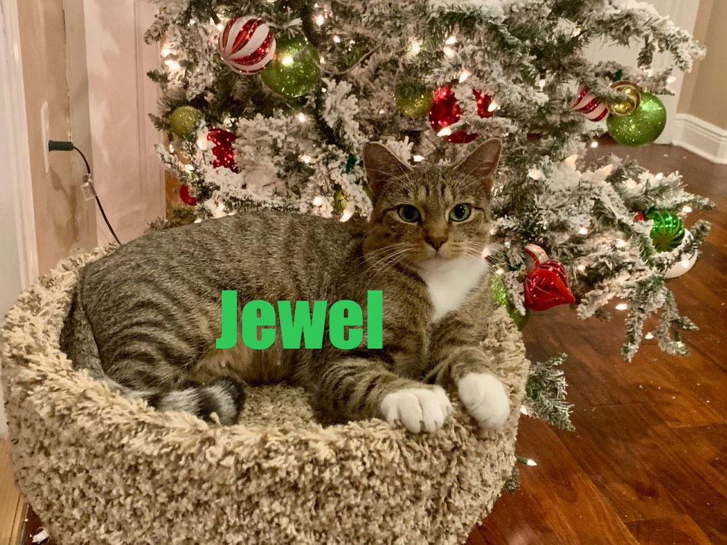 Jewel, a Adoptable Domestic Short Hair in Pensacola, FL image 2/3