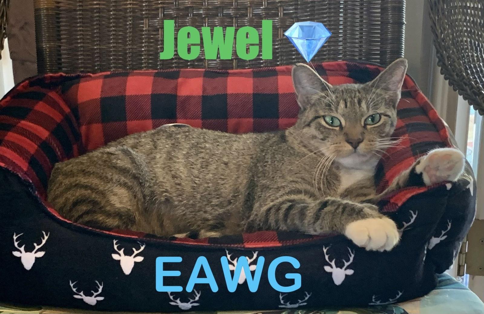 Jewel, a Adoptable Domestic Short Hair in Pensacola, FL image 3/3