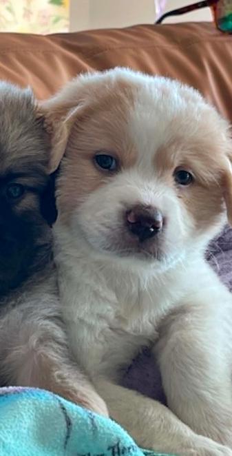 Tito, ADOPTABLE, Puppy Male Mixed Breed.