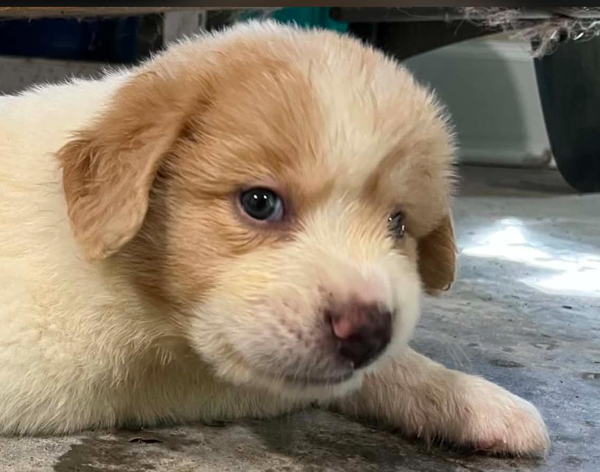 Tito, a ADOPTABLE mixed breed in Eutawville, SC image 3/6