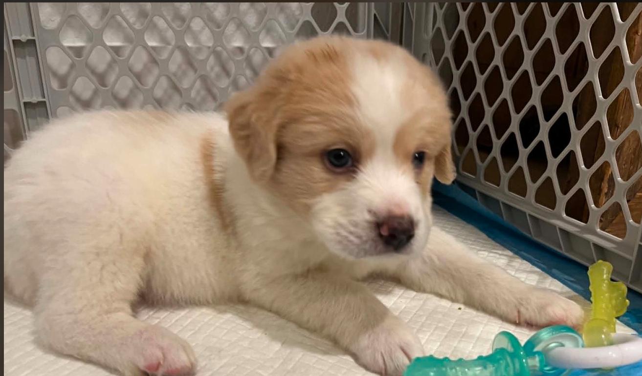 Tito, a ADOPTABLE mixed breed in Eutawville, SC image 6/6