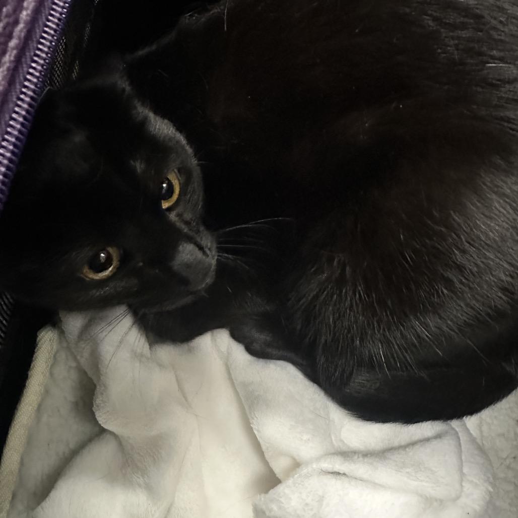 Lucy, Adoptable, Young Female Domestic Short Hair.