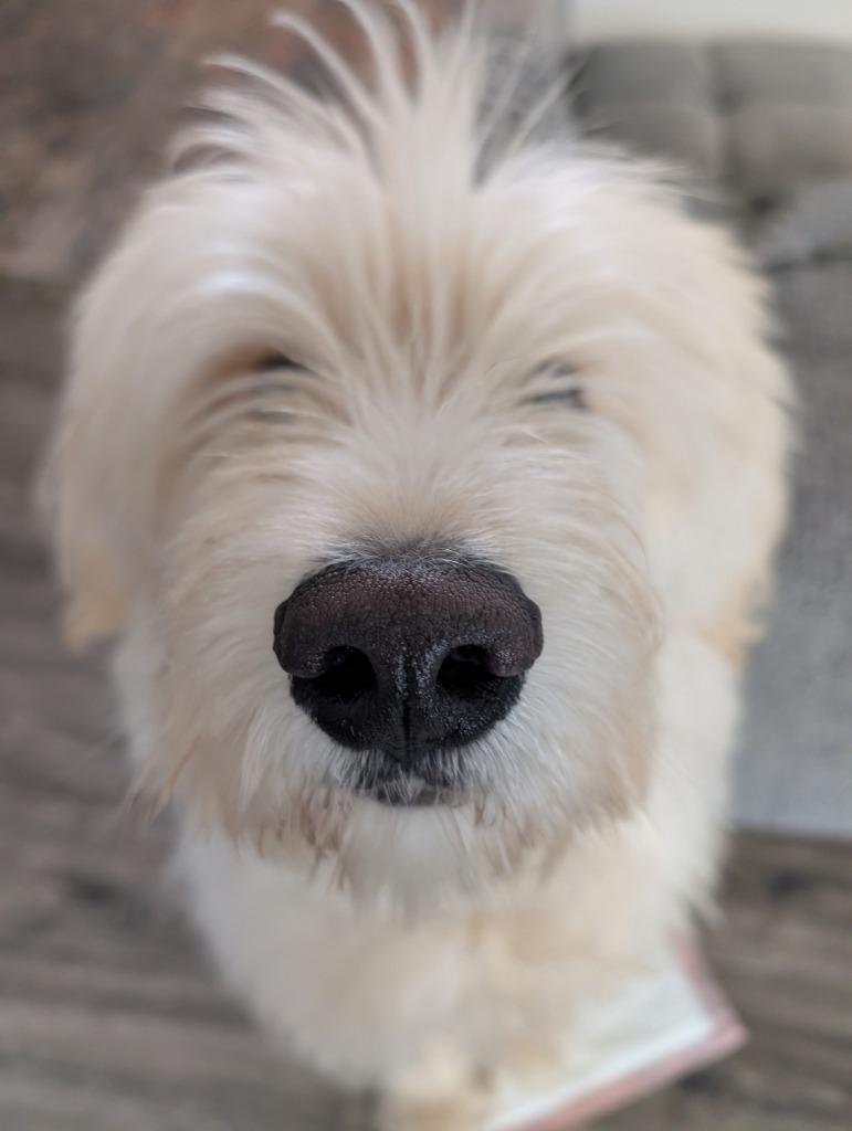 Appa, Adoptable, Young Male Akita & Poodle.