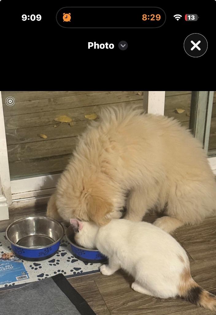 Enlarge Appa, a Adoptable mixed breed in Heber City, UT image 2/3