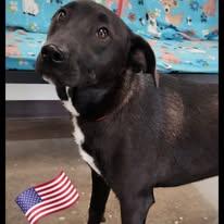 Waylon, a Adoptable mixed breed in Port Lavaca, TX image 1/4