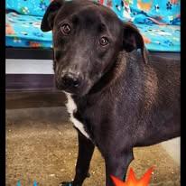 Waylon, a Adoptable mixed breed in Port Lavaca, TX image 2/4