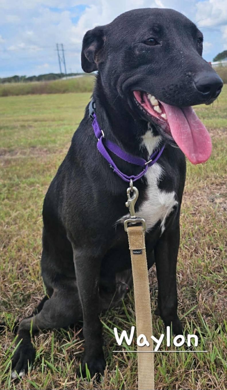 Waylon, a Adoptable mixed breed in Port Lavaca, TX image 2/6