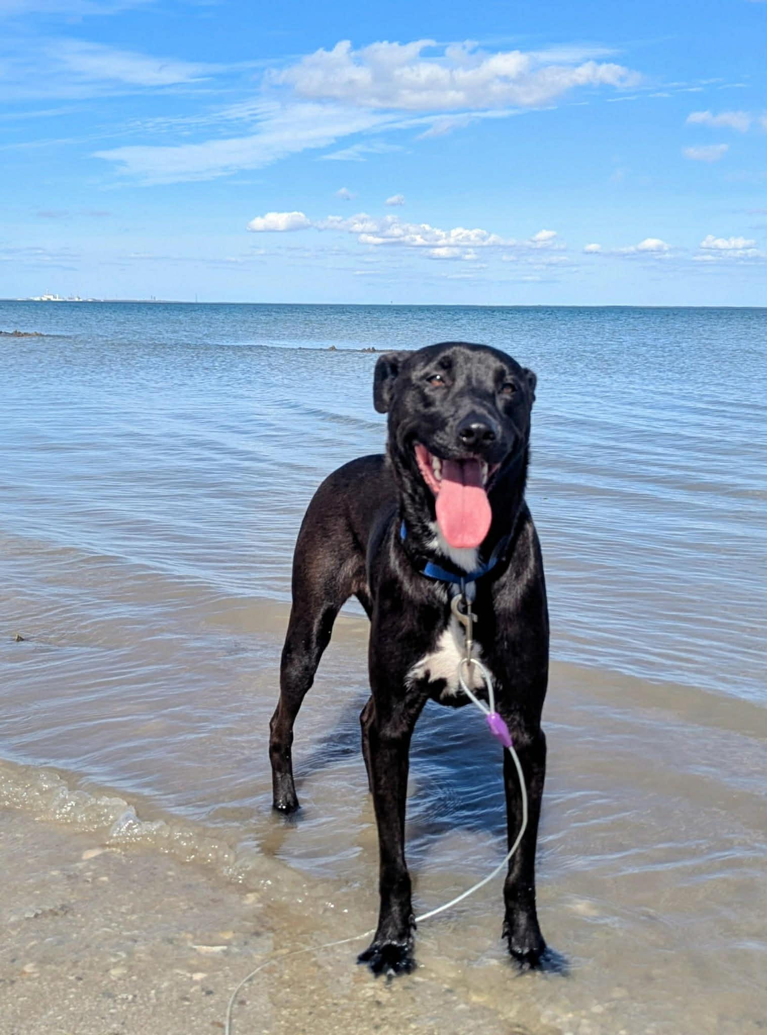 Waylon, Adoptable, Young Male Labrador Retriever.