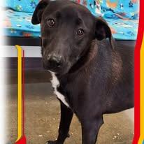 Waylon, a Adoptable mixed breed in Port Lavaca, TX image 4/4