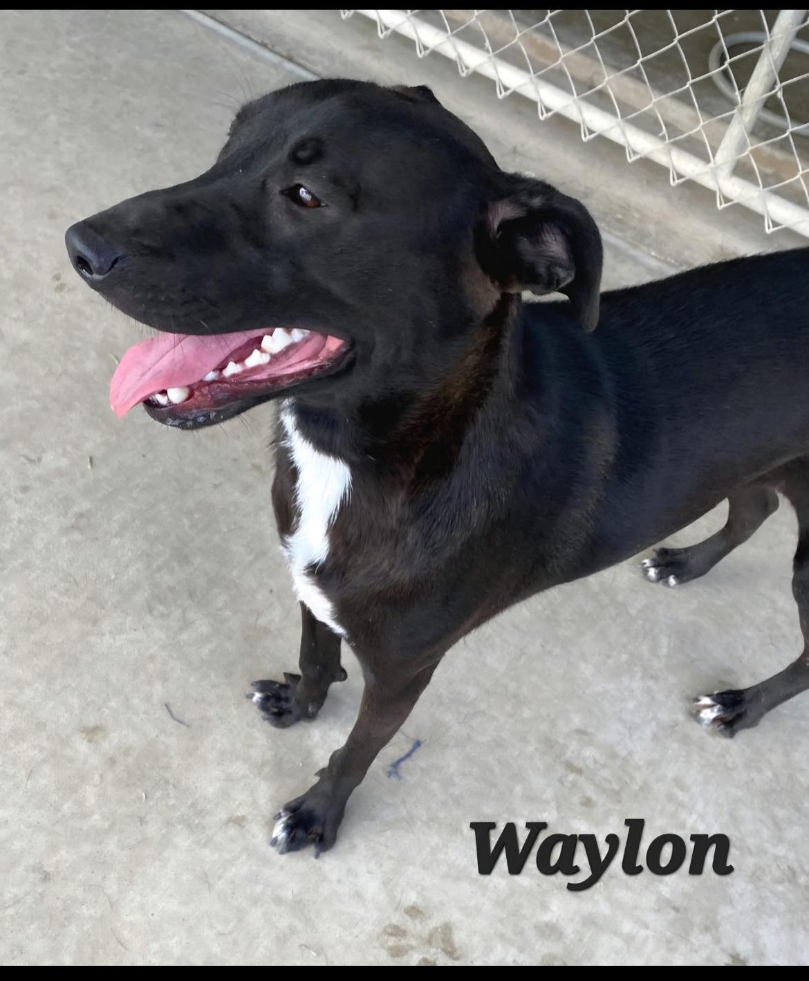 Waylon, a Adoptable mixed breed in Port Lavaca, TX image 1/6