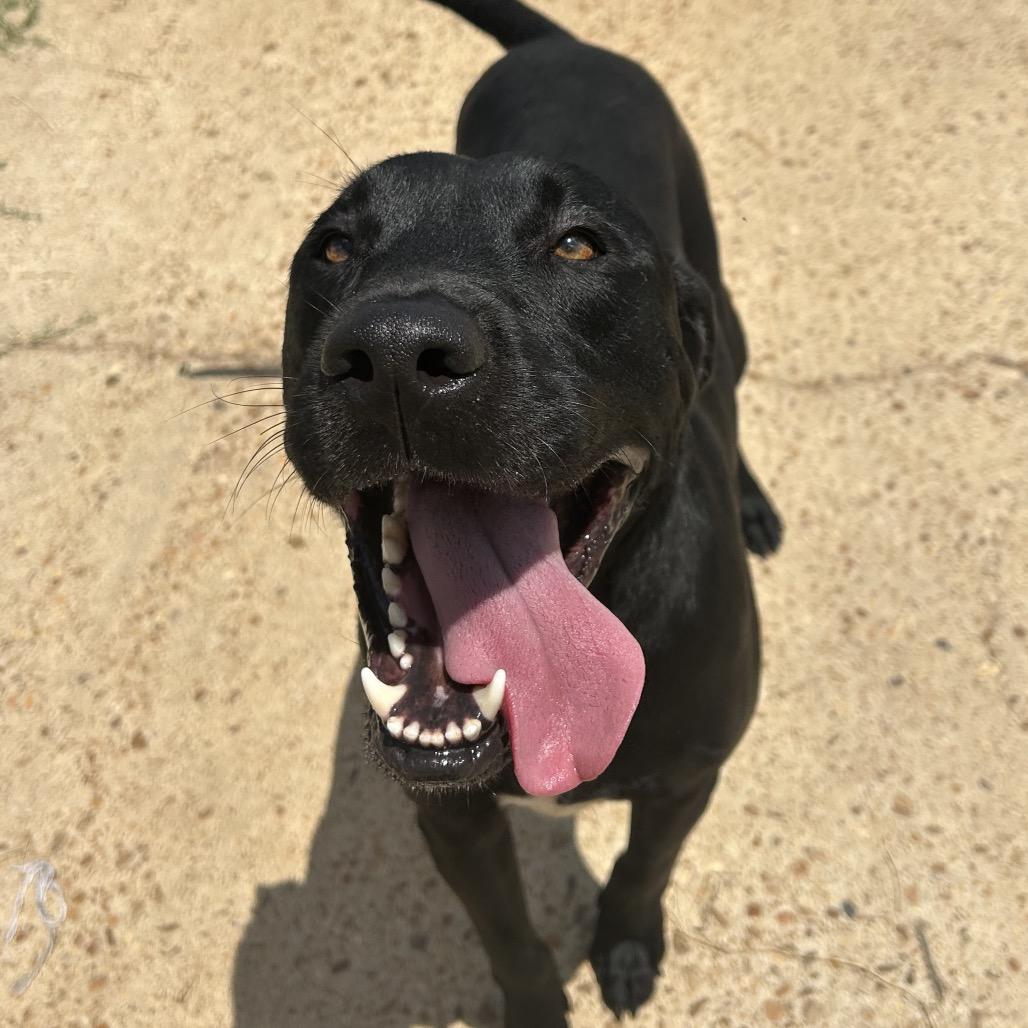 Riley, Adoptable, Adult Male Labrador Retriever & Mixed Breed.