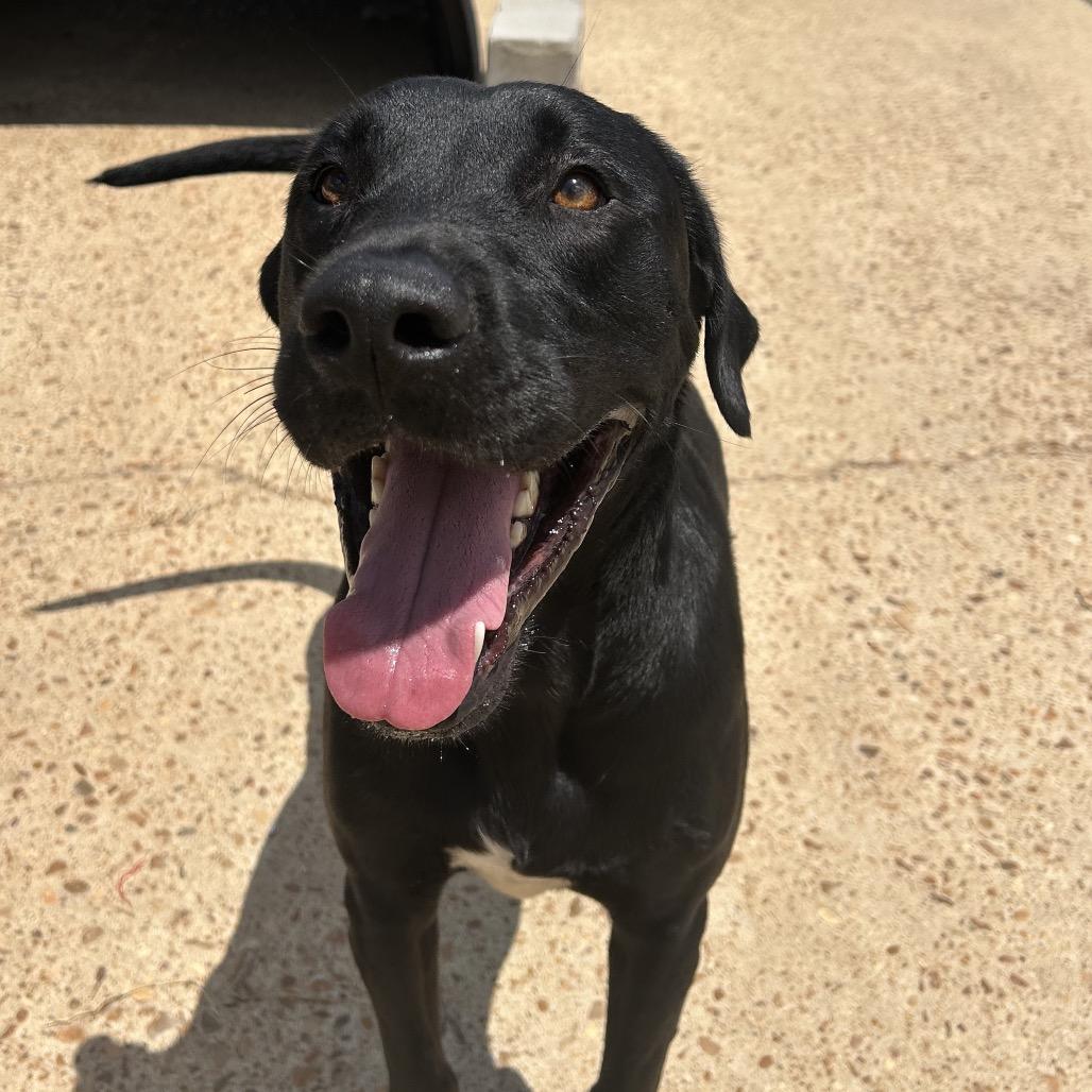 Enlarge Riley, a Adoptable mixed breed in West Point, MS image 2/6