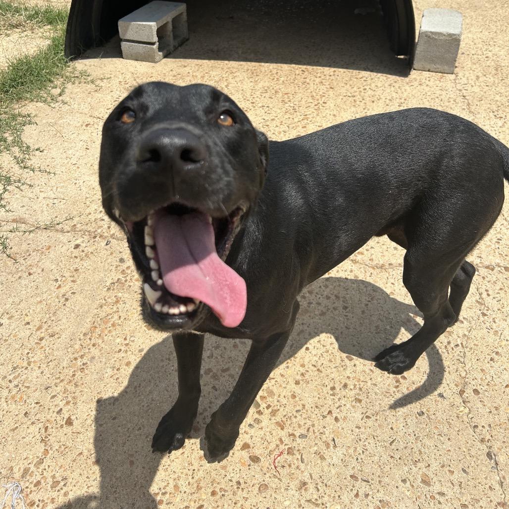 Enlarge Riley, a Adoptable mixed breed in West Point, MS image 3/6