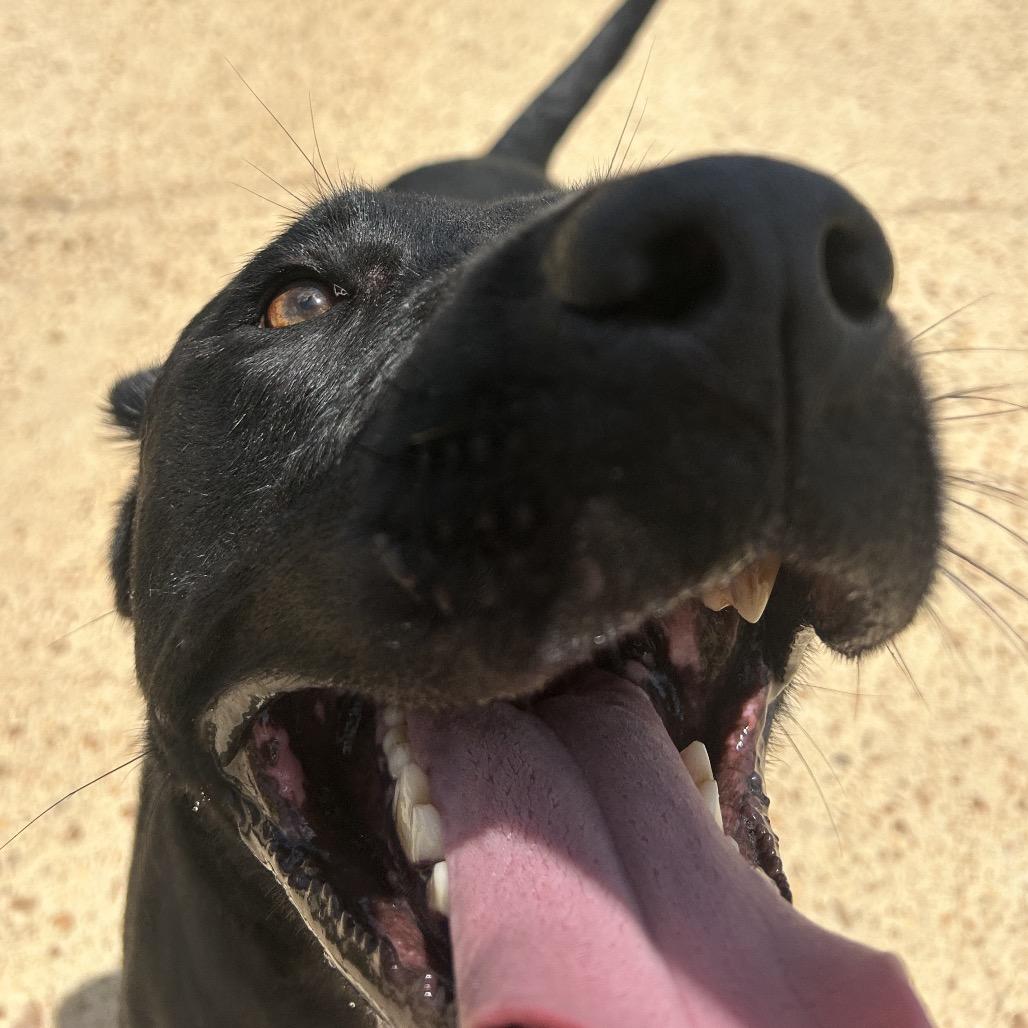 Enlarge Riley, a Adoptable mixed breed in West Point, MS image 4/6