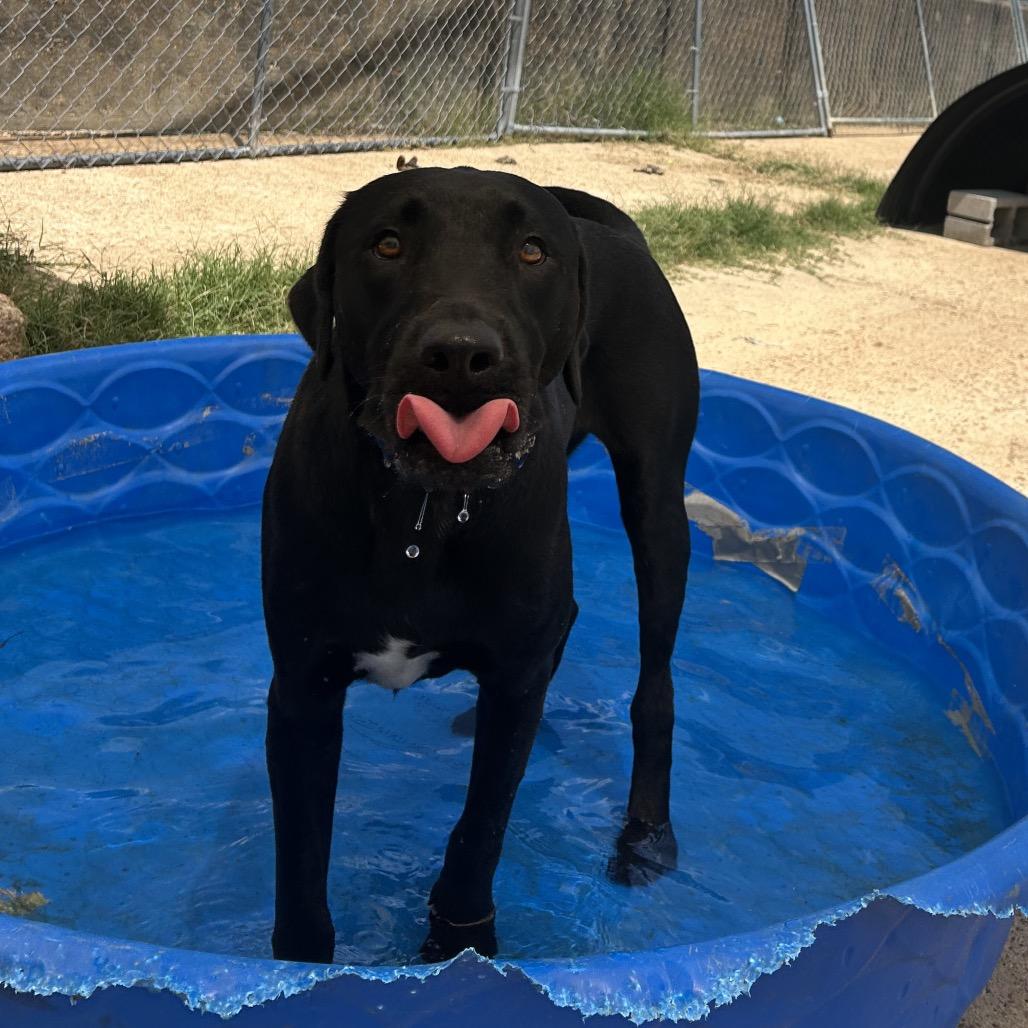 Enlarge Riley, a Adoptable mixed breed in West Point, MS image 5/6